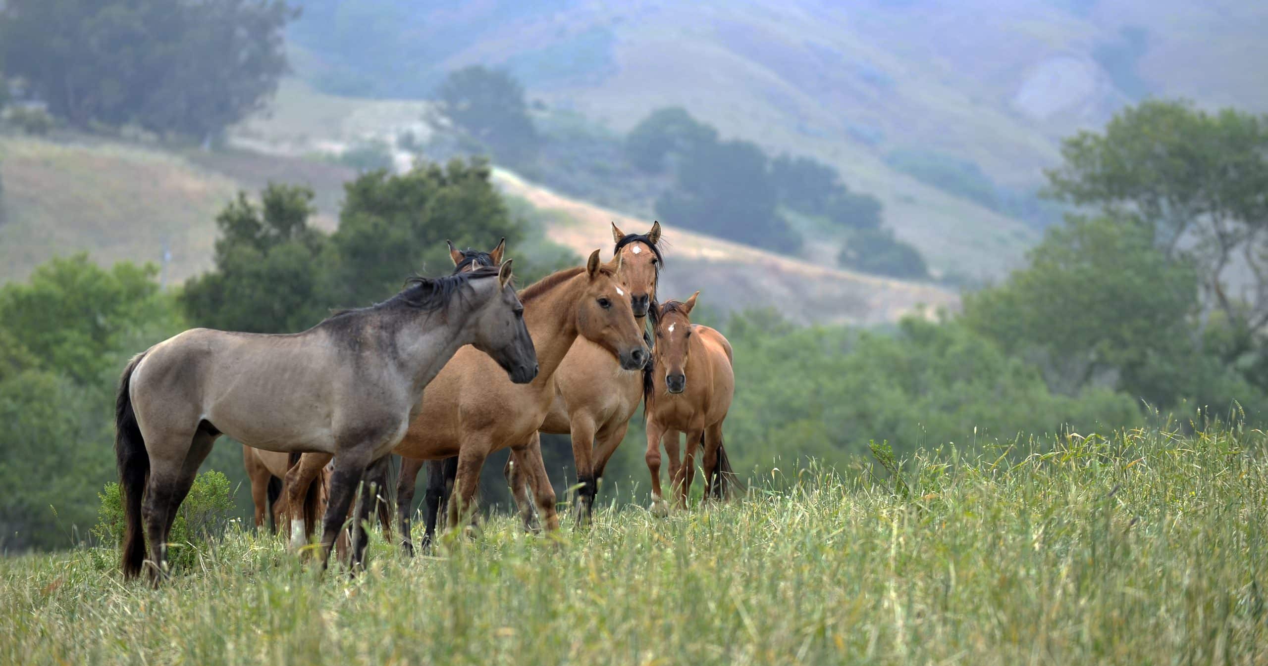 Horses Hidden Valley California