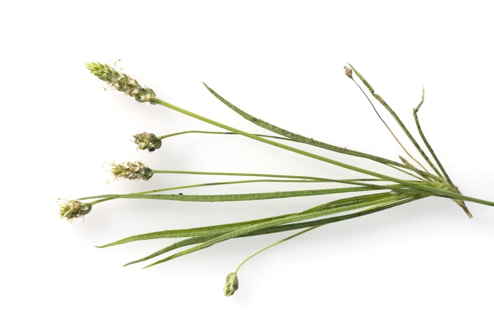 indischer flohsamen flohsamenkraut flohsamen plantago Depositphotos 501469712 S